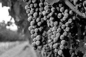 Wine grapes on the vine in a field are almost ripe